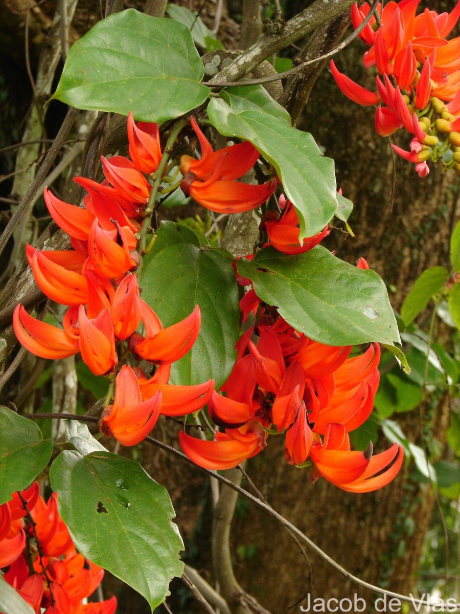 Mucuna novoguineensis Scheff.